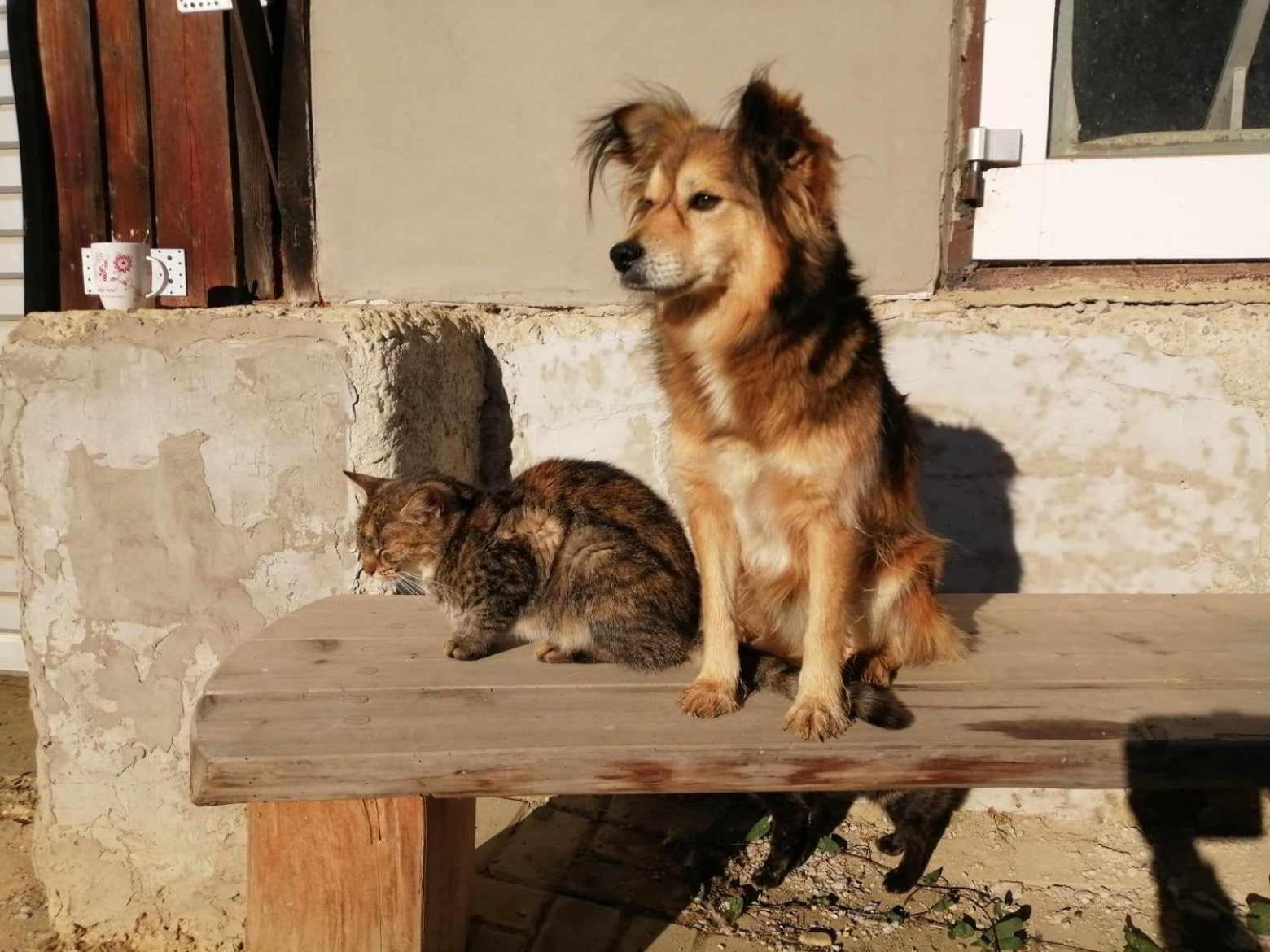 Oddychovy Pobyt Na Rodinnej Farme Matiaska Dış mekan fotoğraf